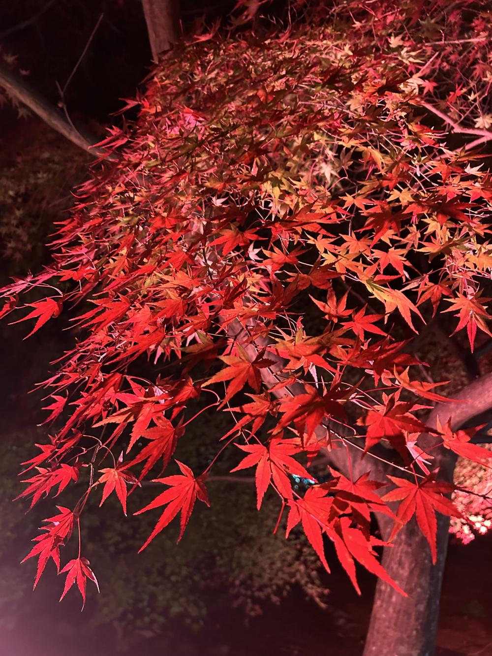 ２回目の紅葉